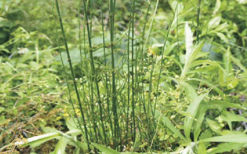 木贼植株整体外观，显示其丛生的直立茎和生长状态